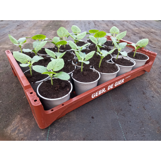 Plantjes Flespompoen geel