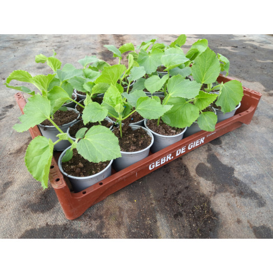 Plantjes Galia Meloen