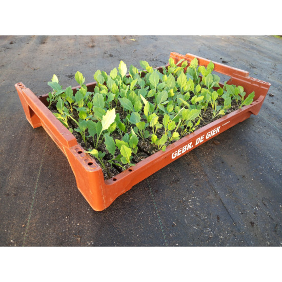 Plantjes Groene kool / Savoye kool