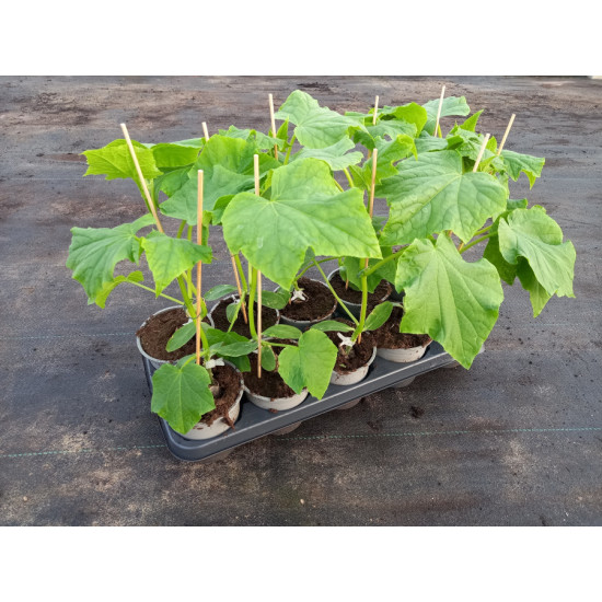 Plantjes Komkommer lang geënt 40-45 cm.