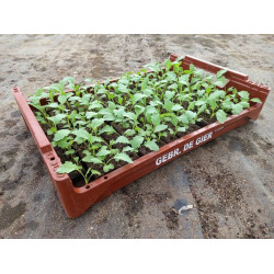 Plantjes Koolrabi Plantjes Koolrabi