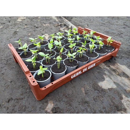Plantjes Kousenband Plantjes Kousenband