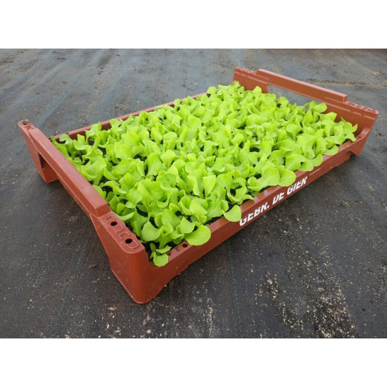 Plantjes Kropsla Plantjes Kropsla
