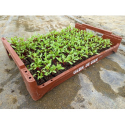 Plantjes Kroten