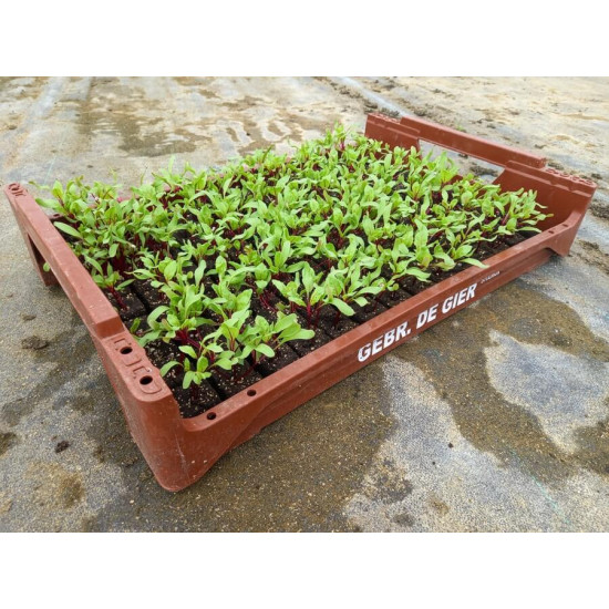 Plantjes Kroten