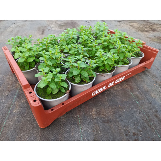Plantjes Marokkaanse Munt