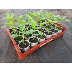Plantjes Paprika rood Plantjes Paprika rood