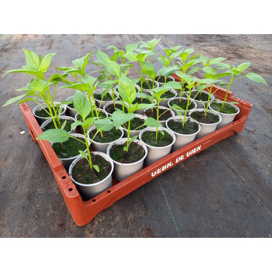 Plantjes Paprika rood Plantjes Paprika rood