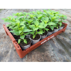 Plantjes Peper Habenero/Ajoema rood Plantjes Peper Habenero/Ajoema rood
