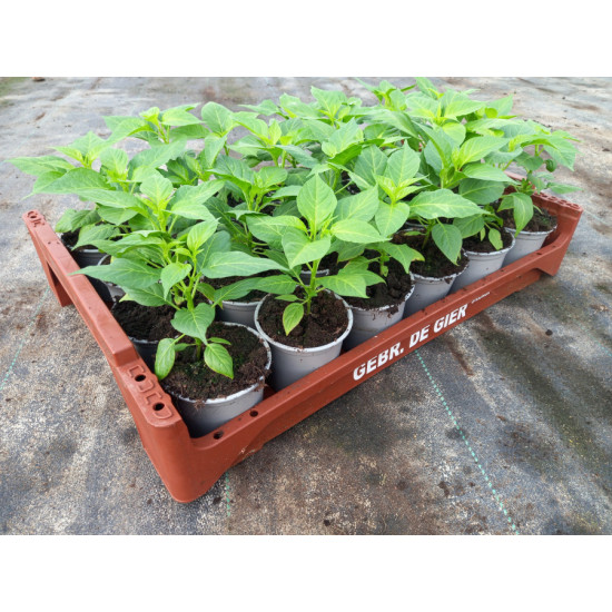 Plantjes Peper Habenero/Ajoema rood
