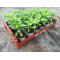 Plantjes Peper Habenero/Ajoema rood