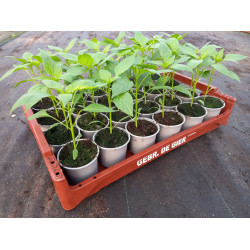 Plantjes Peper rood Plantjes Peper rood