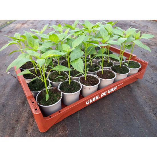 Plantjes Peper rood Plantjes Peper rood