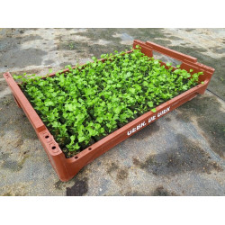 Plantjes platte Peterselie Plantjes platte Peterselie