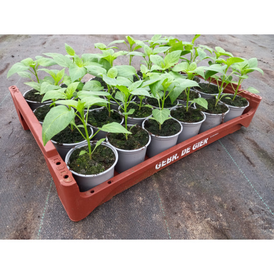Plantjes Puntpaprika rood Plantjes Puntpaprika rood