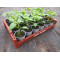 Plantjes Puntpaprika rood
