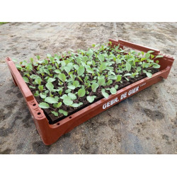 Plantjes Rode kool Plantjes Rode kool