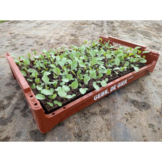Plantjes Rode kool Plantjes Rode kool