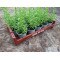 Plantjes Rozemarijn