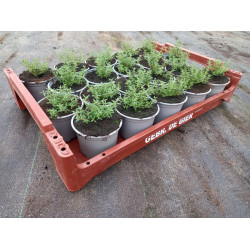 Plantjes Tijm Plantjes Tijm