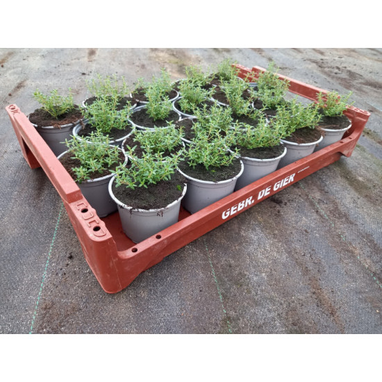 Plantjes Tijm Plantjes Tijm