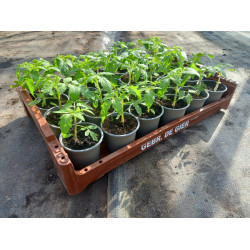 Plantjes Tomaat Buiten Plantjes Tomaat Buiten