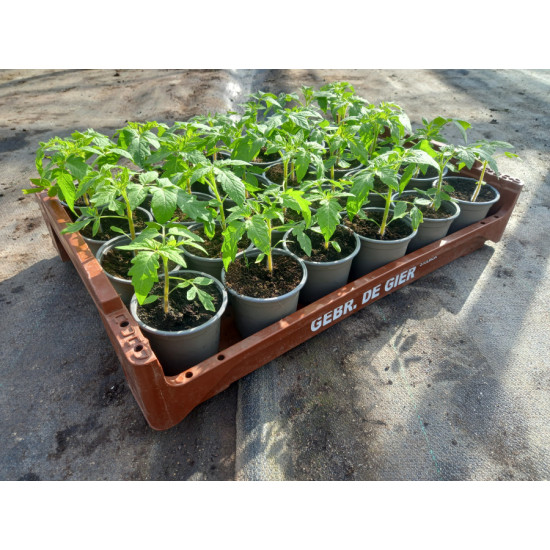 Plantjes Tomaat Buiten Plantjes Tomaat Buiten