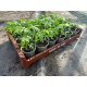 Plantjes Tomaat Buiten Plantjes Tomaat Buiten