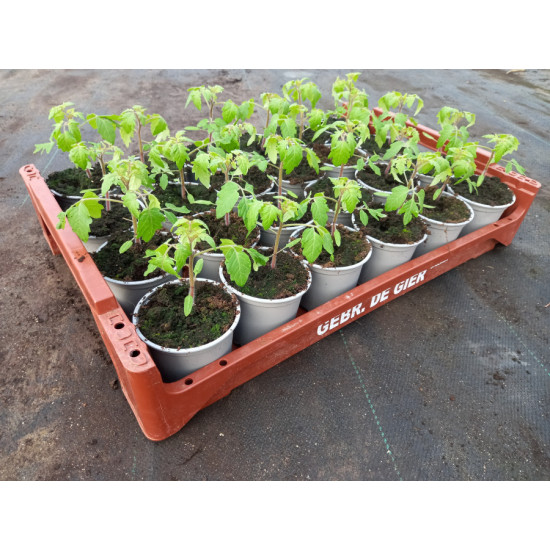 Plantjes Tomaat Cherry Plantjes Tomaat Cherry
