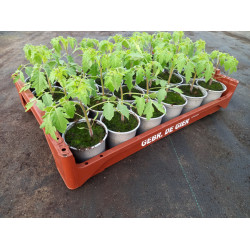 Plantjes Tomaat Vlees Plantjes Tomaat Vlees