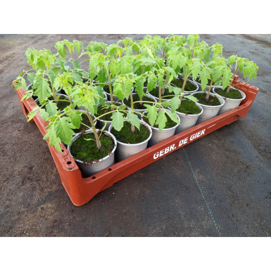 Plantjes Tomaat Vlees Plantjes Tomaat Vlees