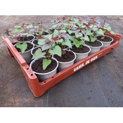 Plantjes Zoete aardappel (oranje)