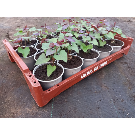 Plantjes Zoete aardappel (oranje) Plantjes Zoete aardappel (oranje)