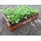 Plantjes Aardbeienplant in pot 7 cm. "Ostara" (p/stuk) doordrager