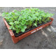 Plantjes Aardbeienplant in pot 7 cm. "Ostara" (p/stuk) doordrager Plantjes Aardbeienplant in pot 7 cm. "Ostara" (p/stuk) doordrager