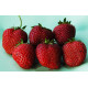 Plantjes Aardbeienplant in pot 7 cm. "Ostara" (p/stuk) doordrager Plantjes Aardbeienplant in pot 7 cm. "Ostara" (p/stuk) doordrager