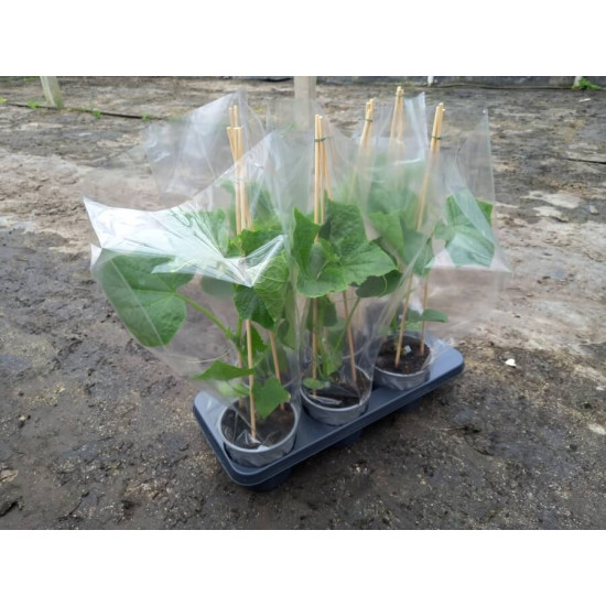 Plantjes Snack Komkommer geënt Plantjes Snack Komkommer geënt