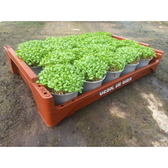 Plantjes Basilicum groen Plantjes Basilicum groen