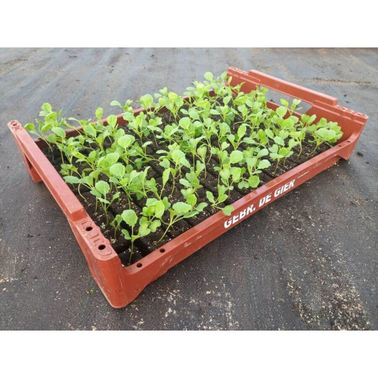 Plantjes Spruitkool