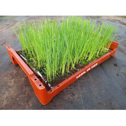 Plantjes Prei per schaaltje