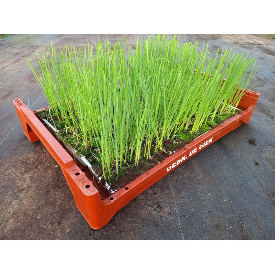 Plantjes Prei per schaaltje Plantjes Prei per schaaltje