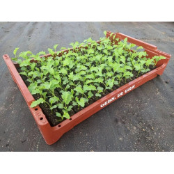 Plantjes Boerenkool