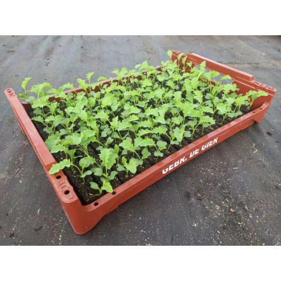 Plantjes Boerenkool Plantjes Boerenkool