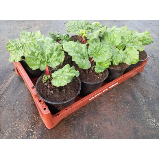 Plantjes Rabarber Plantjes Rabarber