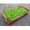 Plantjes Veldsla