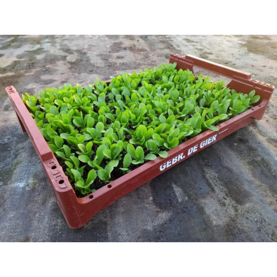 Plantjes Witlof Plantjes Witlof
