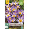 Crocus Sieberi Tricolor (15 st.)