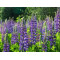 (83100) Lupine blauwe