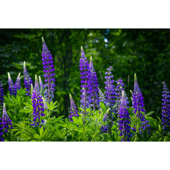 (83100) Lupine blauwe
