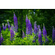 (83100) Lupine blauwe